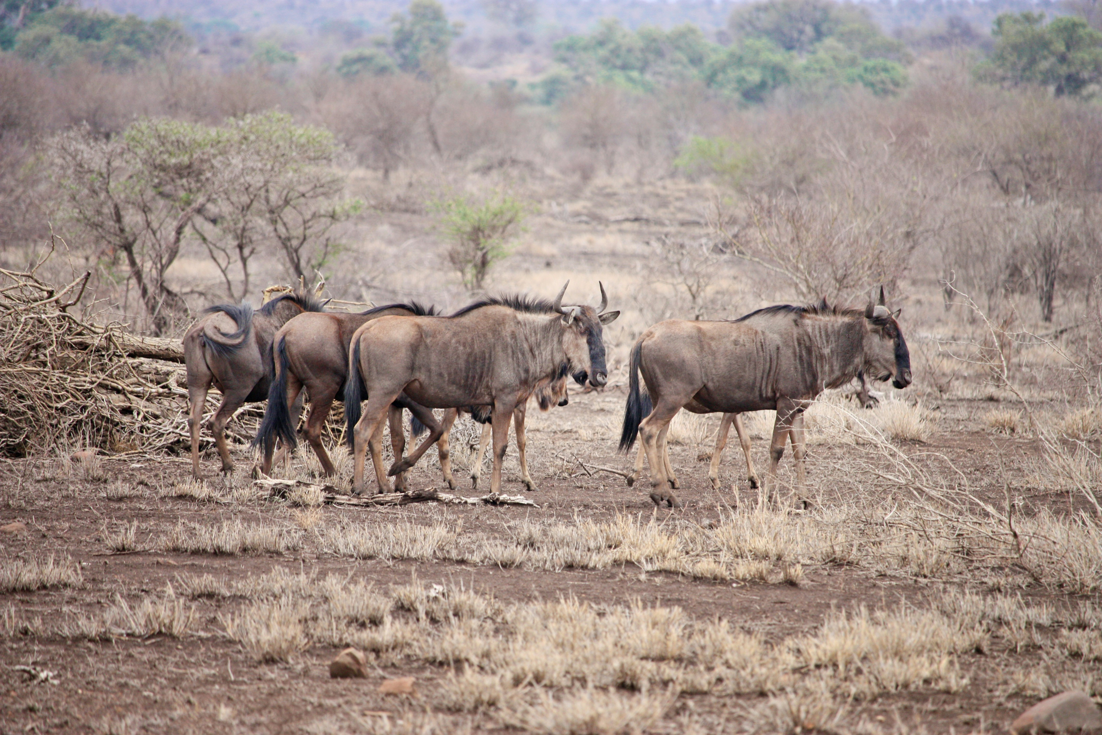 Safari Afrika | Xtreme Adventures