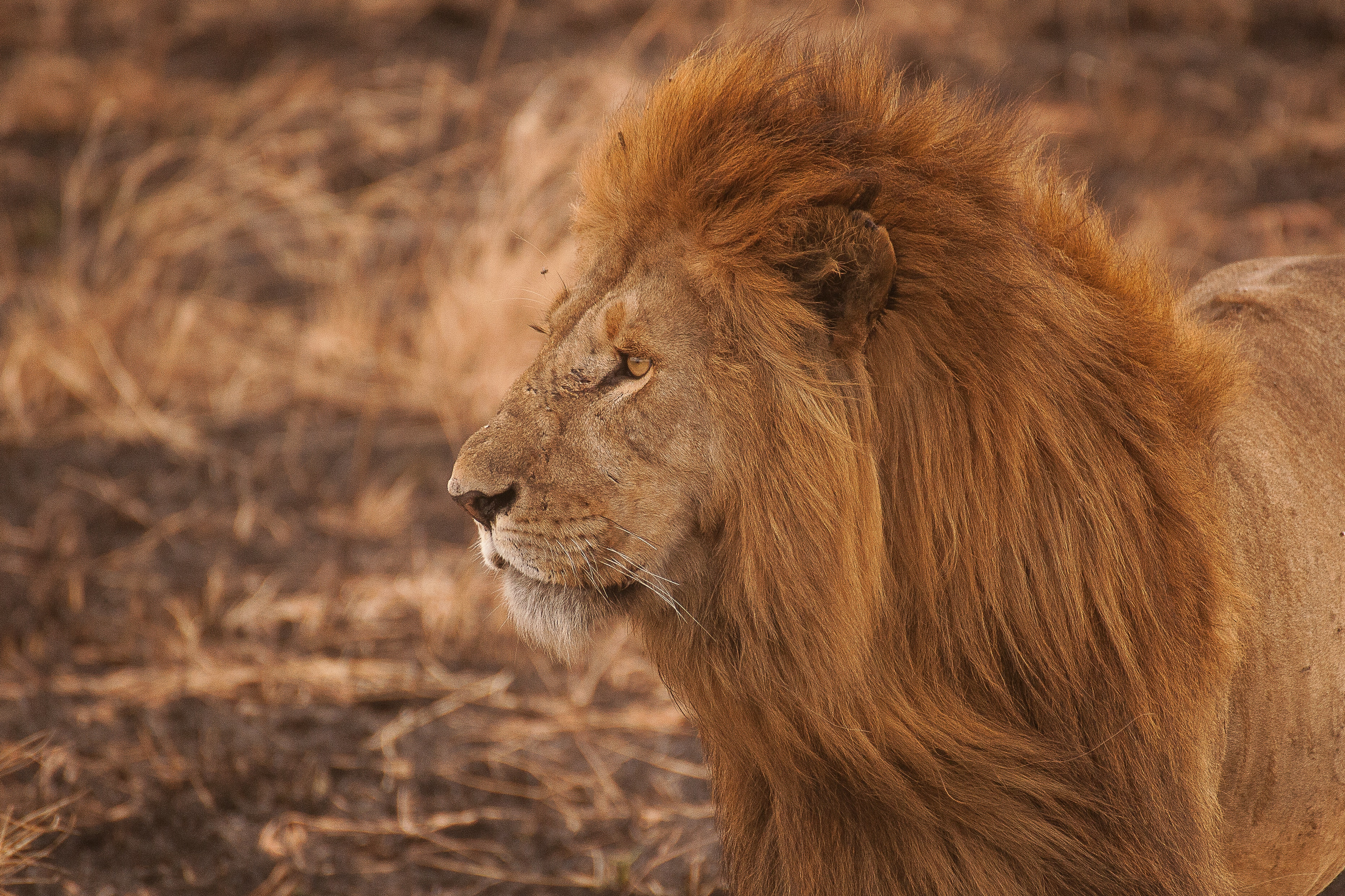 Safari Afrika | Xtreme Adventures